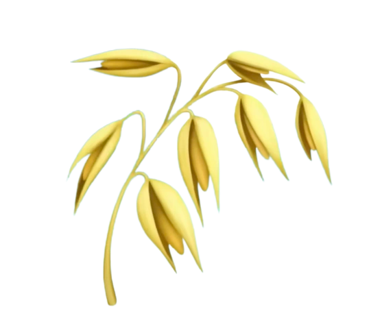 Oats (x150)